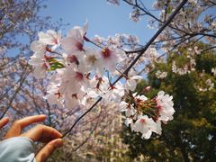 -高东镇樱花园