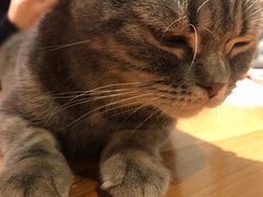-猫小院猫主题餐厅(三里屯店)