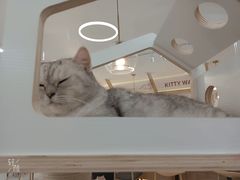 -喵园·猫主题咖啡厅·撸猫·猫咖(国贸店)