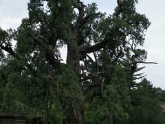 -延安杨家岭革命旧址