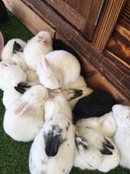 -萌宠亲子动物乐园(槐房万达店)