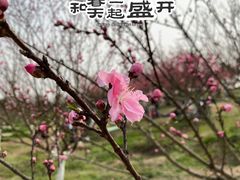 -秀丽东方