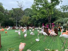 -上海野生动物园