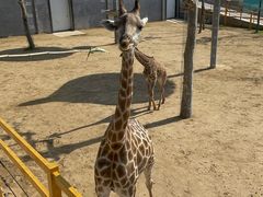 -西霞口神雕山野生动物世界