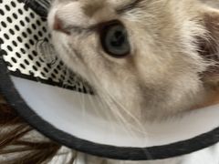-瑞派名望志远动物医院·猫科·內科·异宠专科(直港大道店)