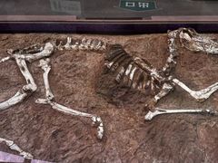 -陕西自然博物馆