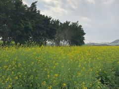 -光明小镇欢乐田园