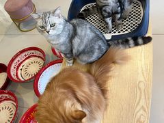 -平行世界·猫咖(首经贸店)