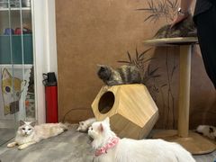 -楼上猫咖(罗湖店)