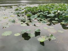 -新洲生态园