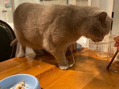 -猫小院猫主题餐厅(三里屯店)