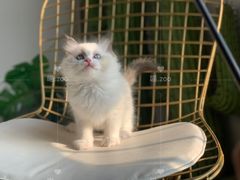 -喵zoo家庭繁育猫舍(尖东智能花园店)