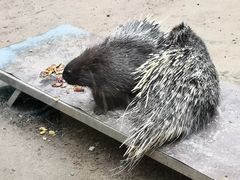 -青藏高原野生动物园
