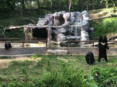 -清迈夜间动物园