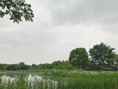 -贡湖湾湿地公园