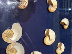 -青岛贝壳博物馆