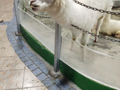-上海大自然野生昆虫馆(东方明珠·爬宠昆虫探索中心)