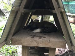 -宫城藏王狐狸村