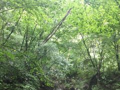 -大连天门山国家森林公园