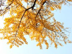 -四川大学(华西校区)