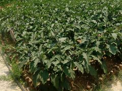 -意大利农场度假村