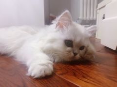 -猫大福·Fortune Cat猫舍(百子湾店)