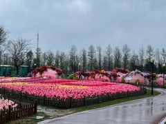 -荷兰花海