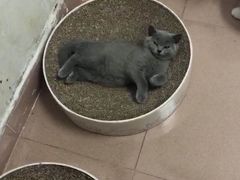 -瑞鹏宠物医院华南总院·夜诊·心脏科·骨科