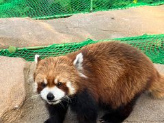 景点-北京野生动物园