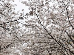 -高东镇樱花园
