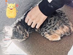 -平行世界·猫咖(首经贸店)