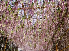 -天适樱花悠乐园