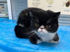 -瑞派·关忠动物医院·猫专科·犬专科(三环新城店)
