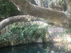 -蝴蝶泉公园