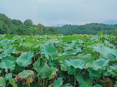 -清漾毛氏文化村
