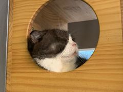 -more than meow吴止猫主题餐厅(承德 中船汇店)