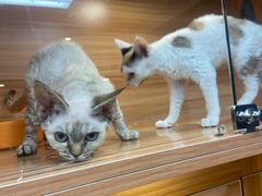 -猫十亿·布偶金渐层·曼基康矮脚猫舍(青年路店)