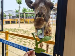 -西霞口神雕山野生动物世界