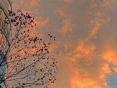 -广州柏悦酒店·悦景轩·粤菜餐厅