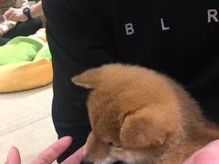 -逗柴咖啡屋·狗咖猫咖宠物桌游