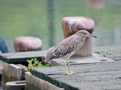 -苏州河梦清园环保主题公园