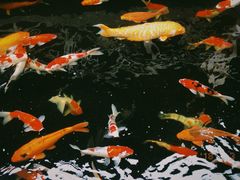 -侠成水上农庄(工业大道店)