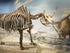 -国家自然博物馆