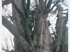 -医王山·飞騨国分寺