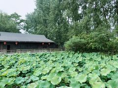 -溱湖国家湿地公园