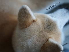 -欧奕国际动物医院