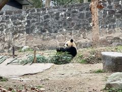 -都江堰中华大熊猫苑