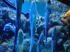 -海合安成都极地海洋公园