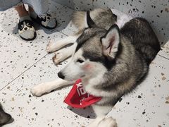 -Husky Go!哈士奇体验馆·宠物咖啡厅狗咖