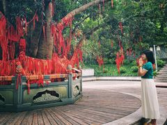 -南宁良凤江国家森林公园